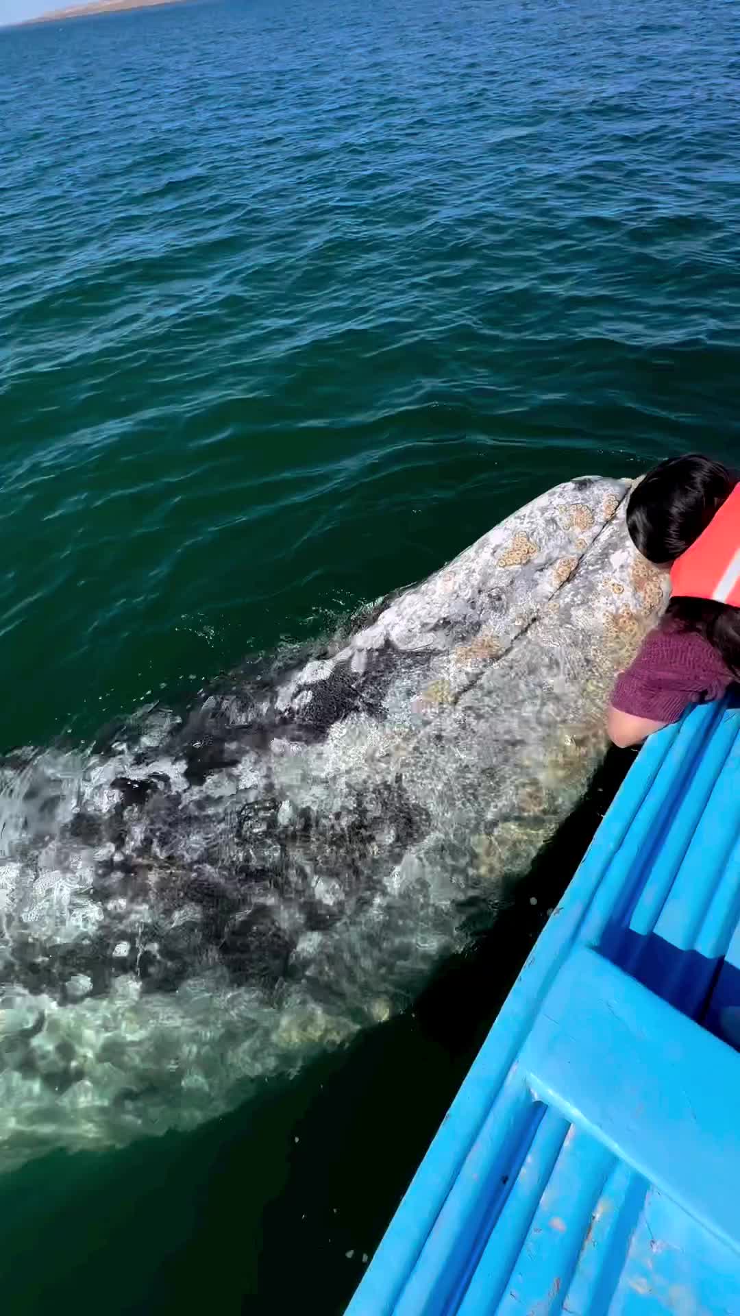 Majestic Whale Encounters in Baja, Mexico