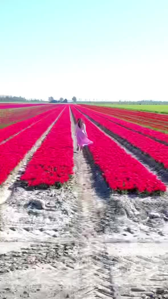 It is almost the end of the tulip season. But do not worry, The Netherlands still has something else to offer. Such as Music Festivals, Boat trip, and Dahlia Season is also soon to be started too ! 😍

.
.
.
.
.
.
.
.
.
.
.
.
.
.
#thenetherlands #tulip #tulipfestival #tulipseason #tulipfields #tulips #tulpen #tulpenvelden #tulpenliebe #tulpenveld #tulpengarten #visitholland #visitthenetherlands #spring #springflower #springflowers #tulipflower #traveler #traveltoNL #traveltonetherlands #femaletraveler #femaletravel #travelgirl #travelreel #travelgram #travelinspo