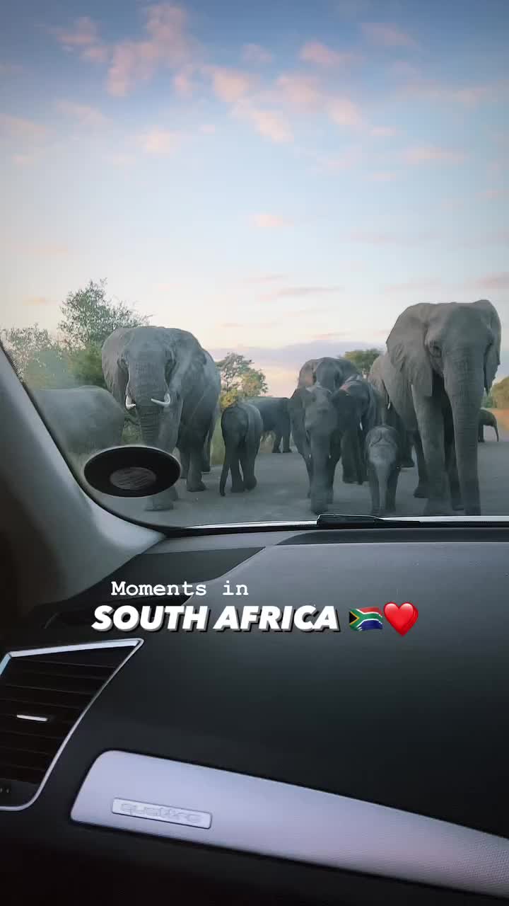 Magical Elephant Encounter in Kruger National Park