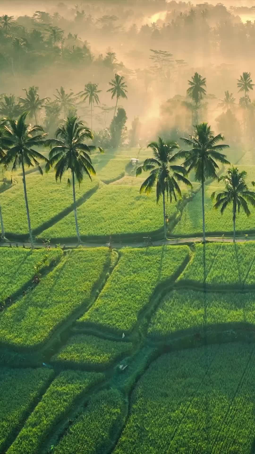 Discover the Serene Beauty of Ubud, Bali's Rice Fields