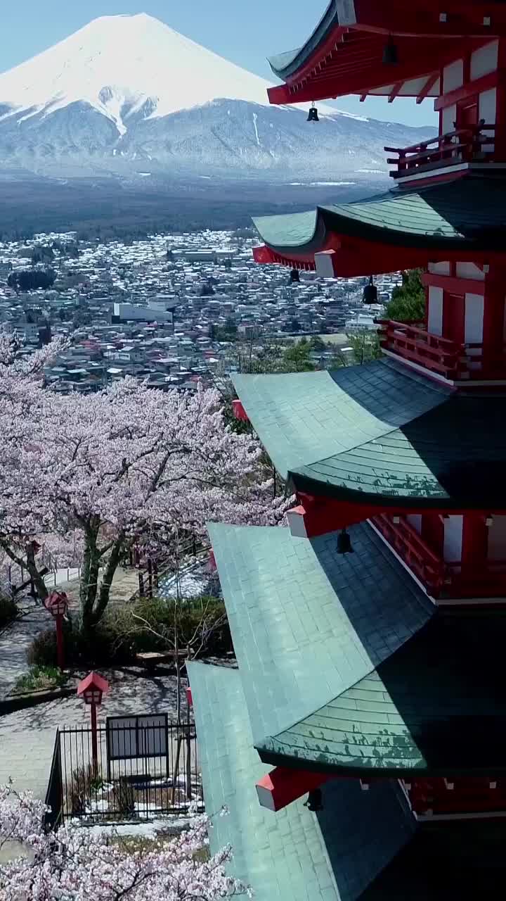 桜と富士山の絶景 - 新倉山浅間公園ドローン映像