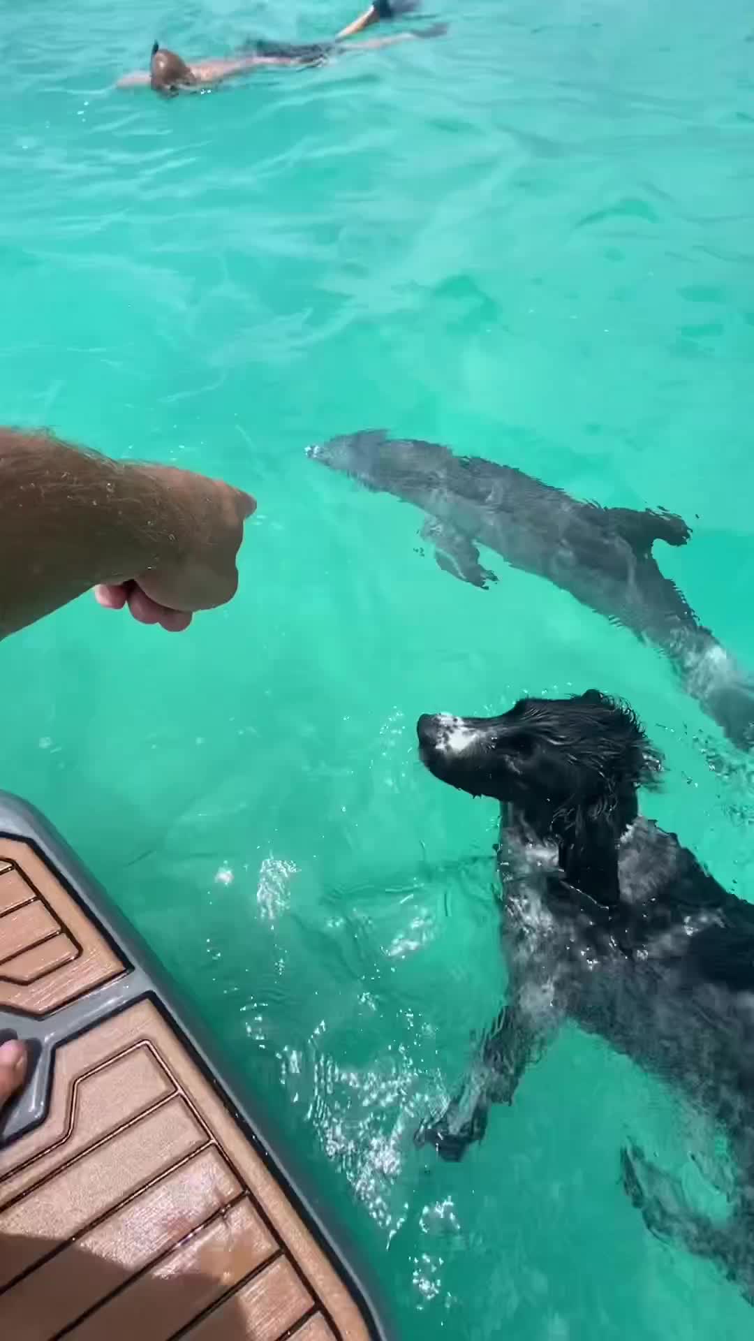 Dolphin and Dog Best Friends in Turks and Caicos