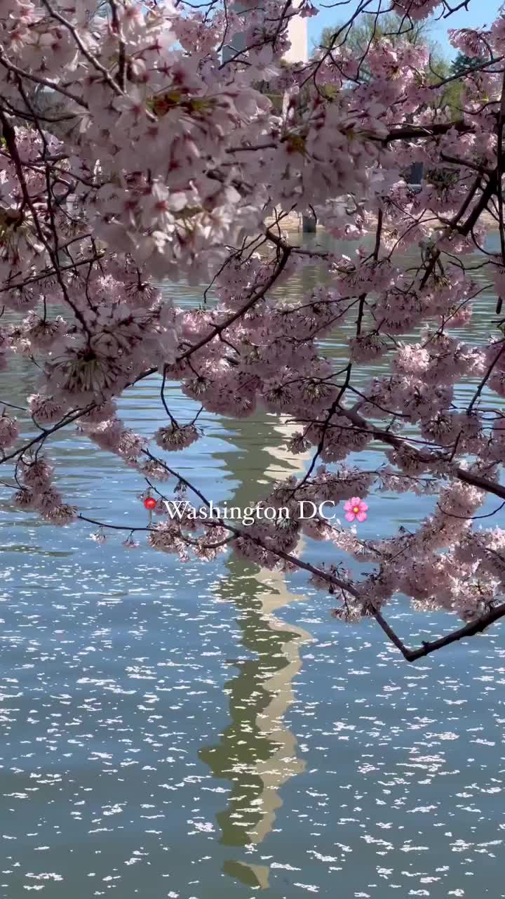 🌸 Cherry Blossoms at Washington D.C.'s Tidal Basin
