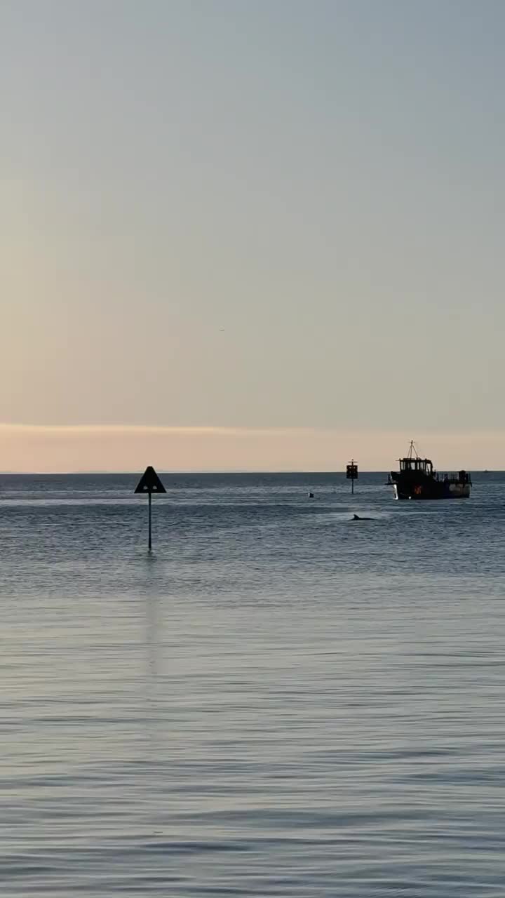 Sunset Dolphin Watching at Stradbroke Island, Australia