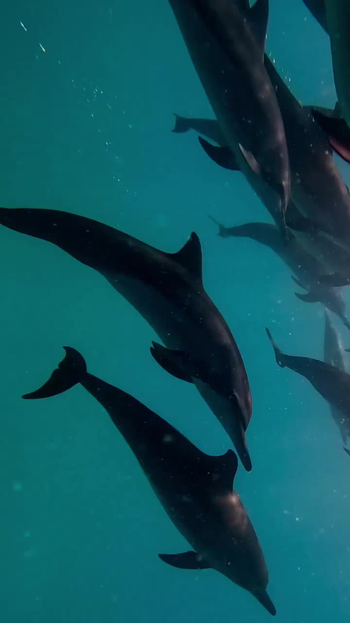Dolphin Love in Hanifaru Bay, Maldives