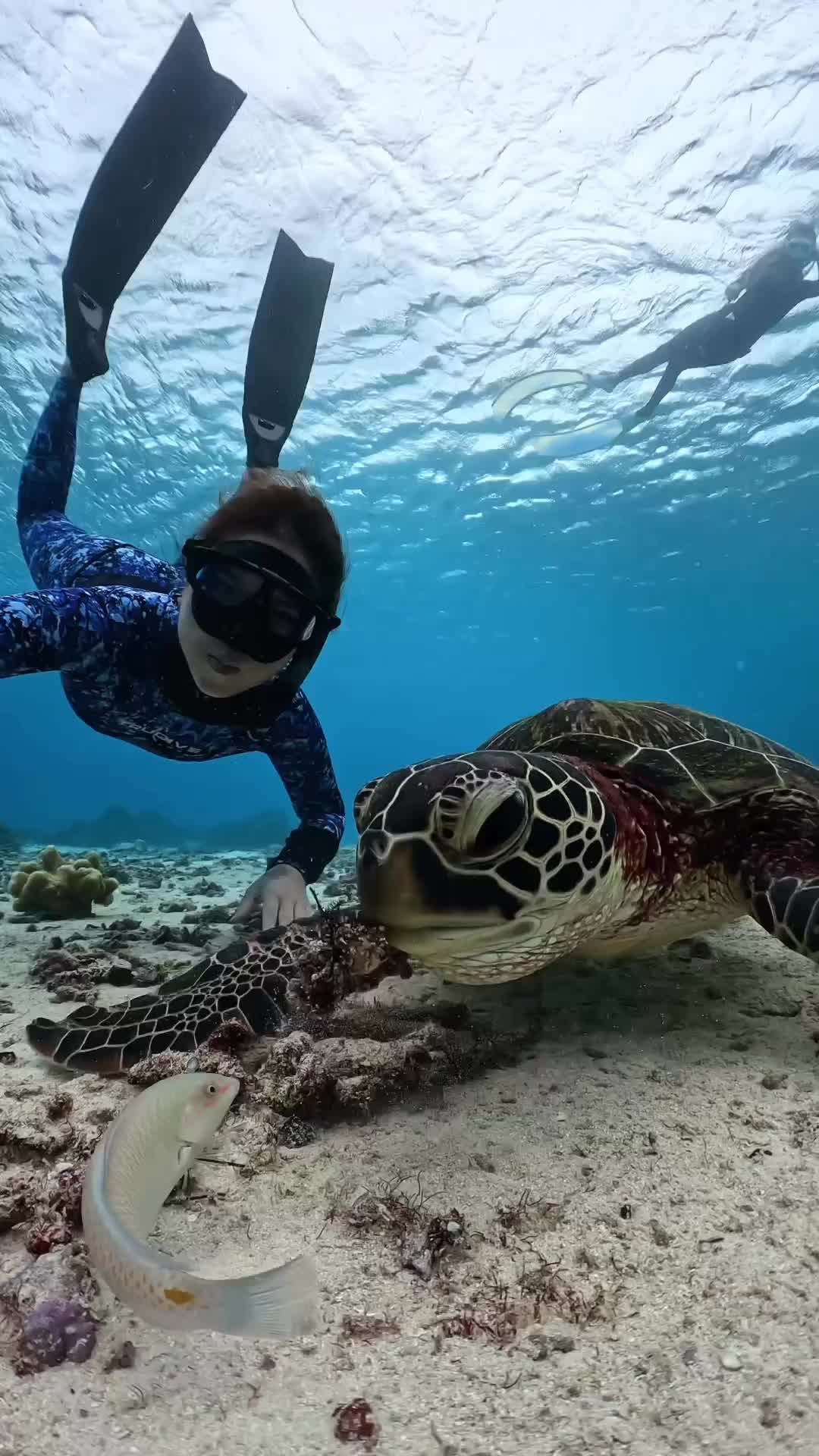 🐢 Turtle Lunch in Okinawa with GoPro Hero 11 Black