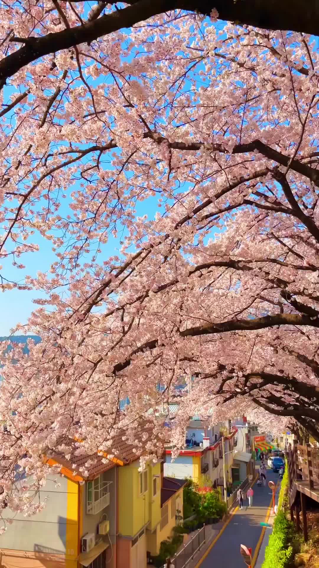 부산 개금동 벚꽃명소 - 봄의 정취를 느껴보세요