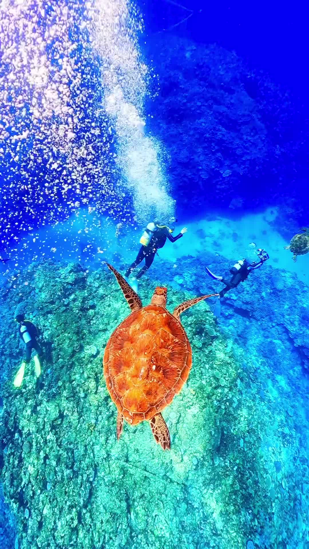 Discover Tarama Island: Okinawa's Underwater Paradise