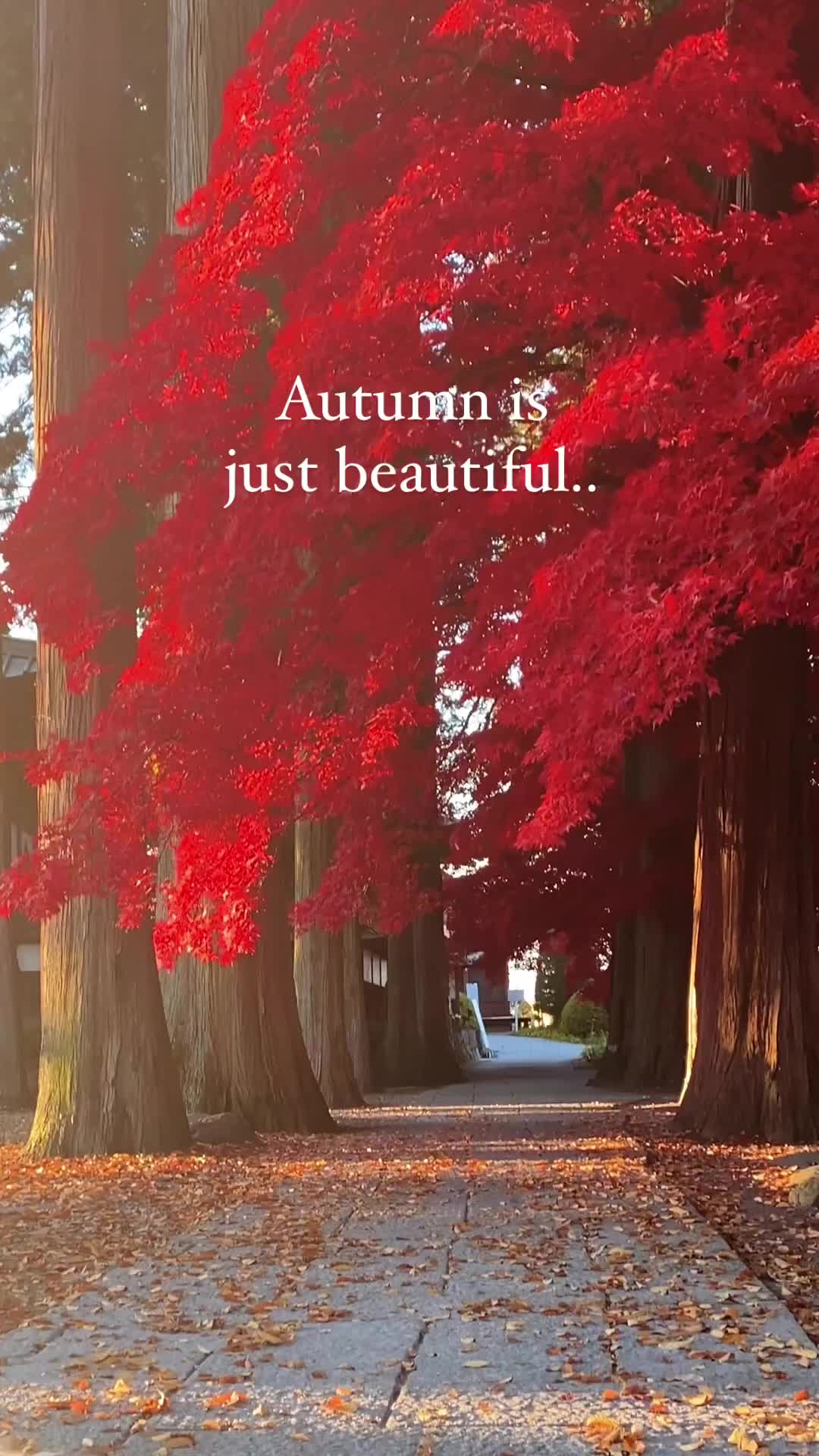 Stunning Autumn Leaves at Choenji Temple, Nagano