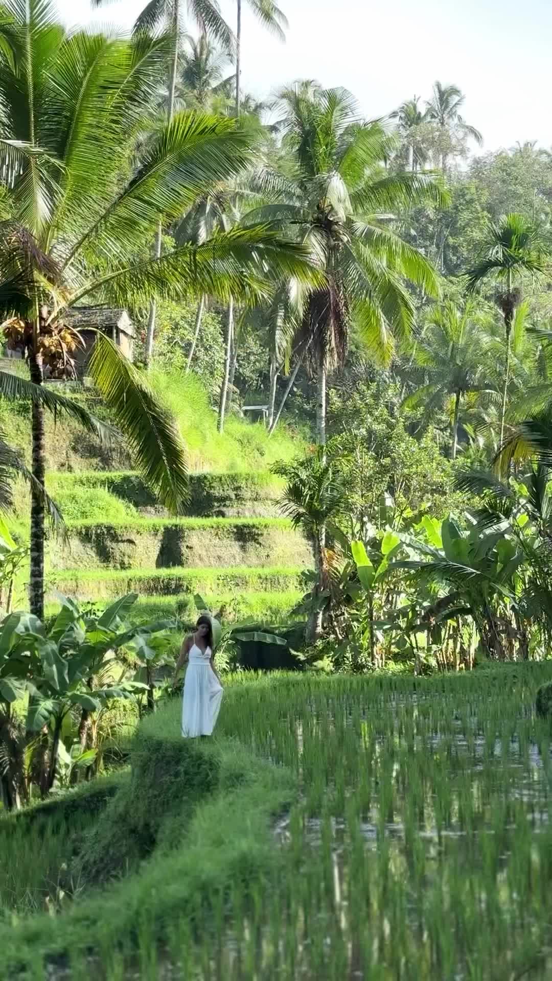 Ubud Rice Fields: A Dream Come True in Bali
