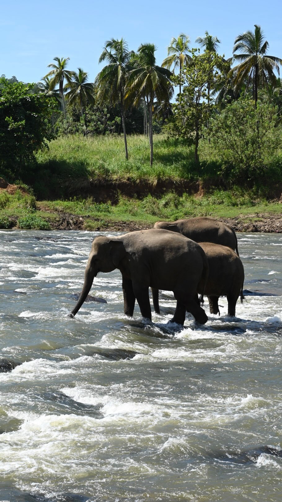 5-Day Wildlife and Cultural Adventure in Habarana, Sri Lanka