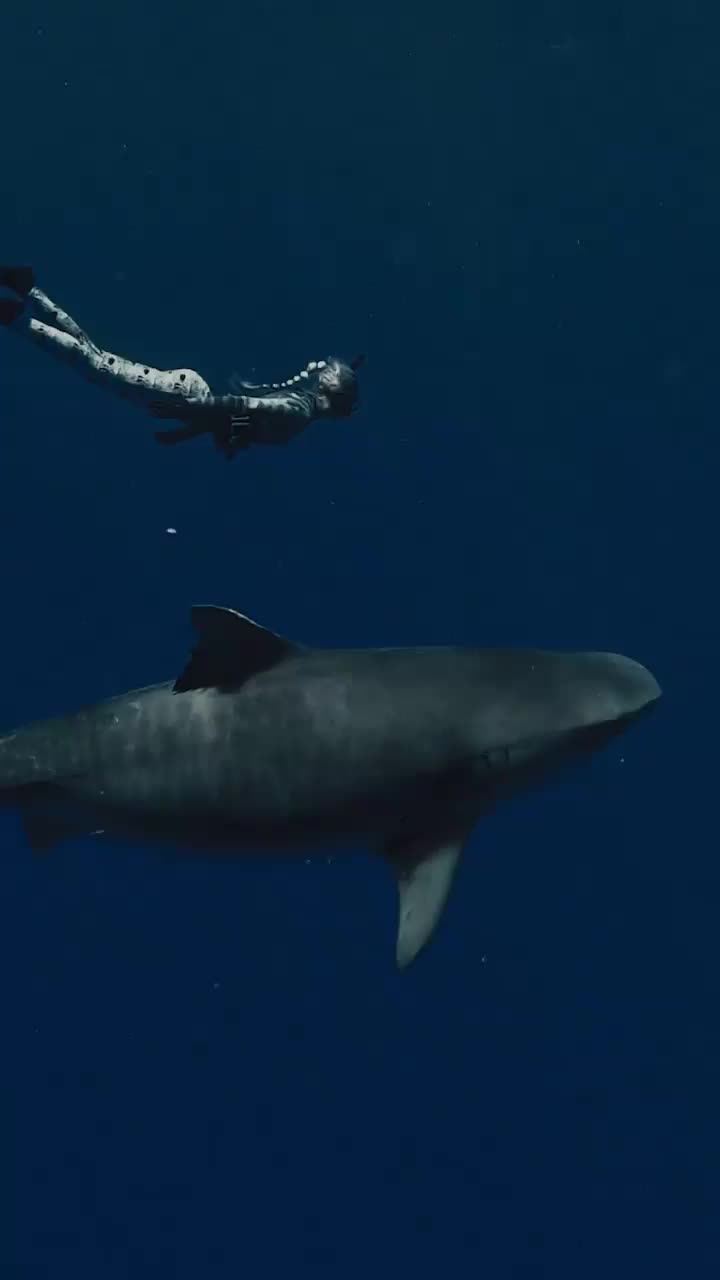 Sharks: More Scared of Us Than We Are of Them