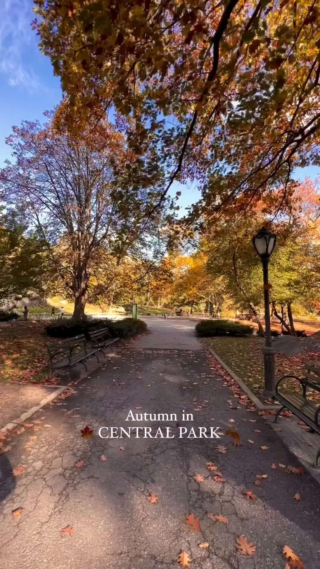 Autumn Magic in Central Park: A NYC Dream 🍁🍂