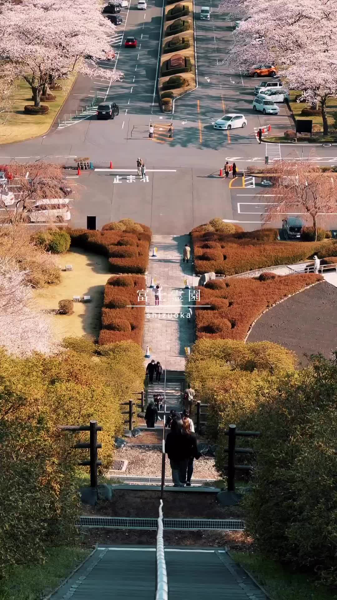 Exploring Fuji Cemetery’s Sakura Blossoms in Shizuoka