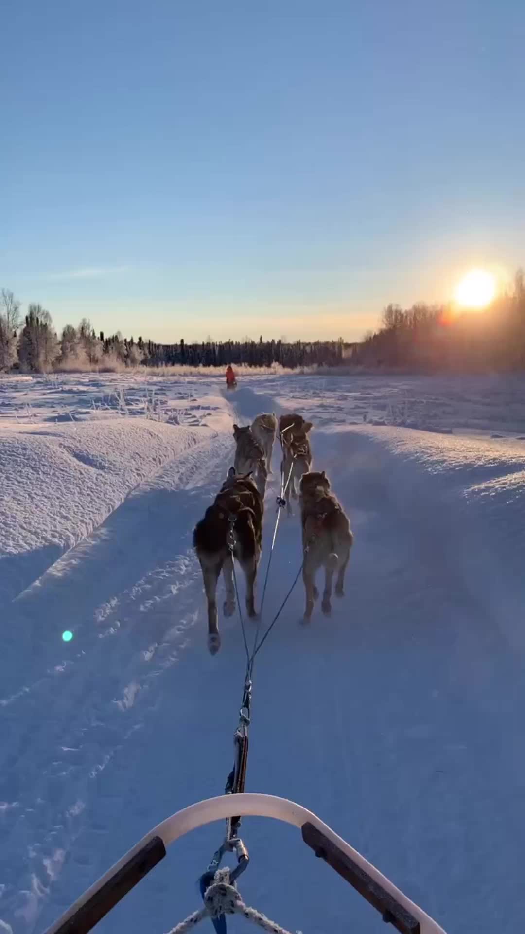 Alaska Iditarod 2023: Ultimate Dog Mushing Race