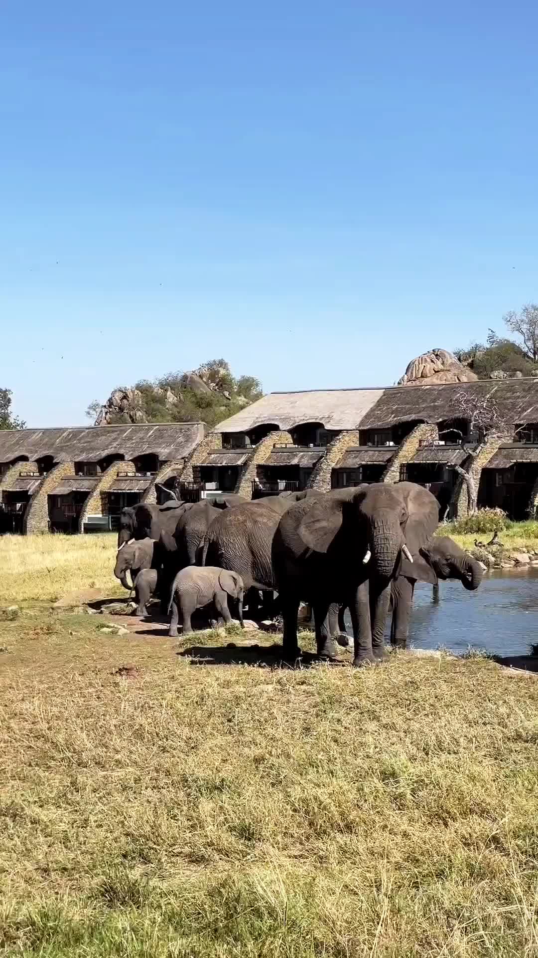 Elephants at Four Seasons Serengeti Lodge 🐘
