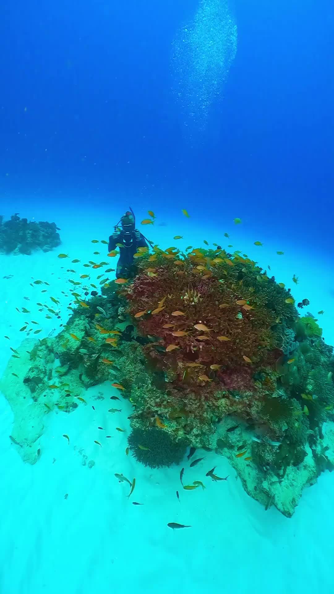 Amazing Okinawa Dive: Explore Tarama Blue Waters 🌊