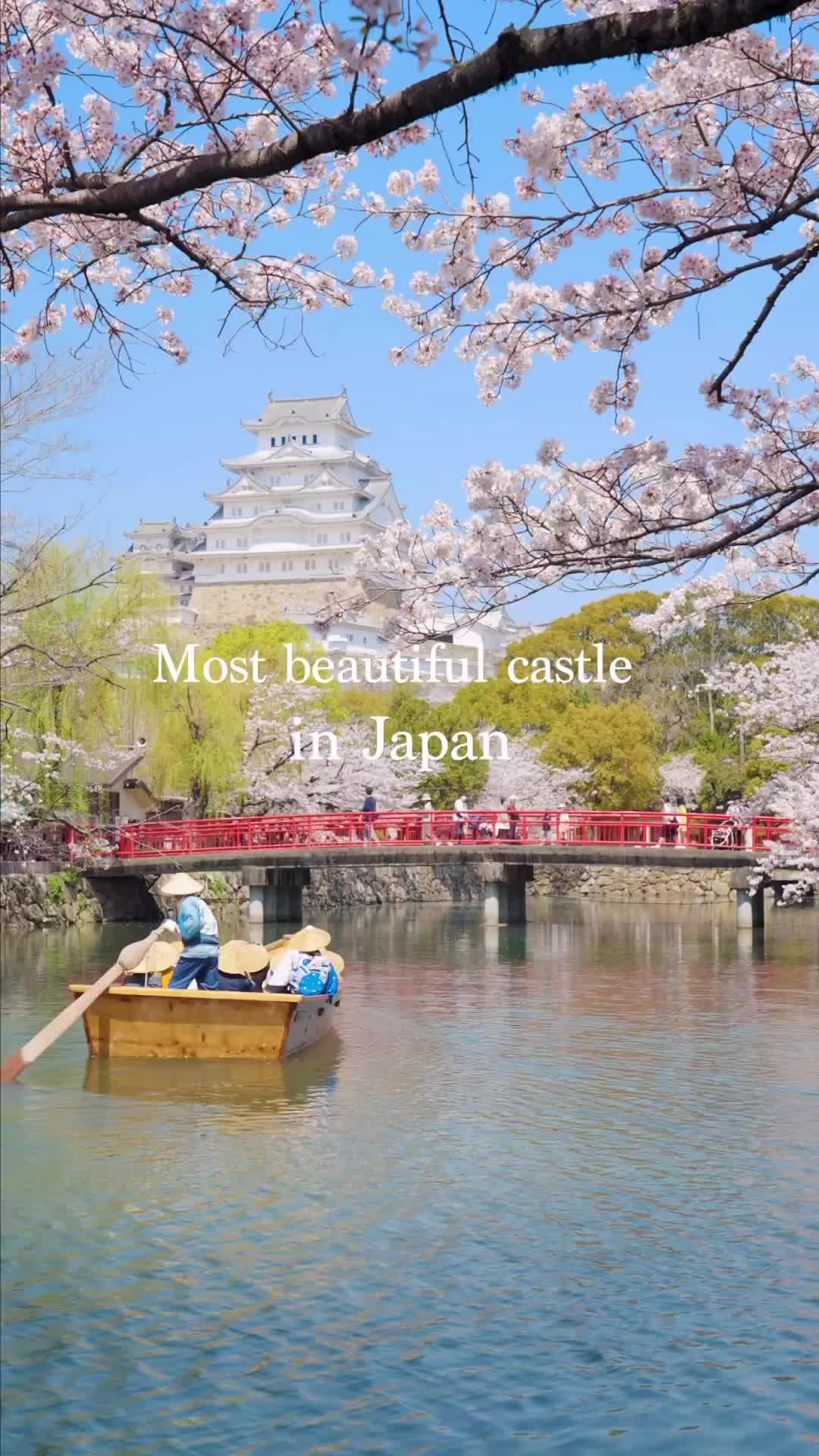 Visit Himeji Castle in Spring with Cherry Blossoms