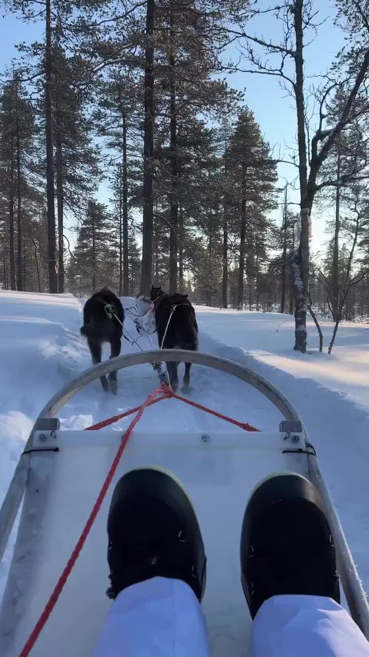 Huskies Running Adventure in Finnish Lapland