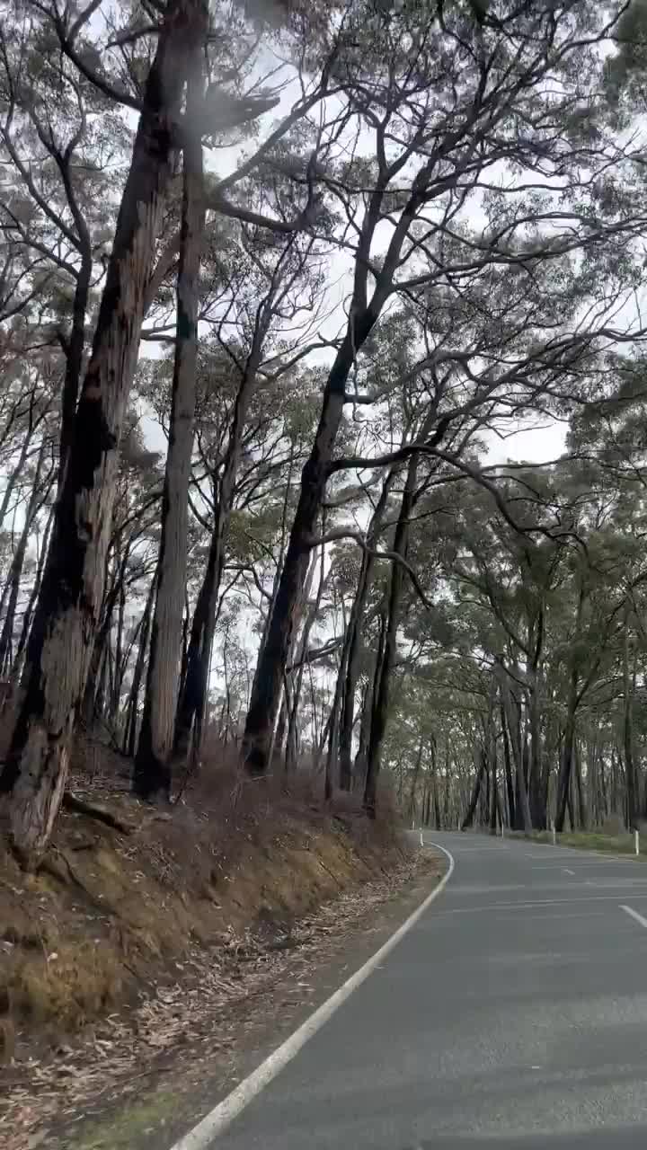 Spotting Kangaroos at Grampians National Park, Australia