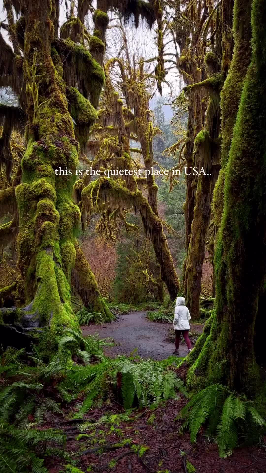 Lost in the Hoh Rainforest, I found peace in the quiet 🍃

📍Hoh Rainforest, Olympic National Park

#hohrainforest #olympicnationalpark #olympicpeninsula