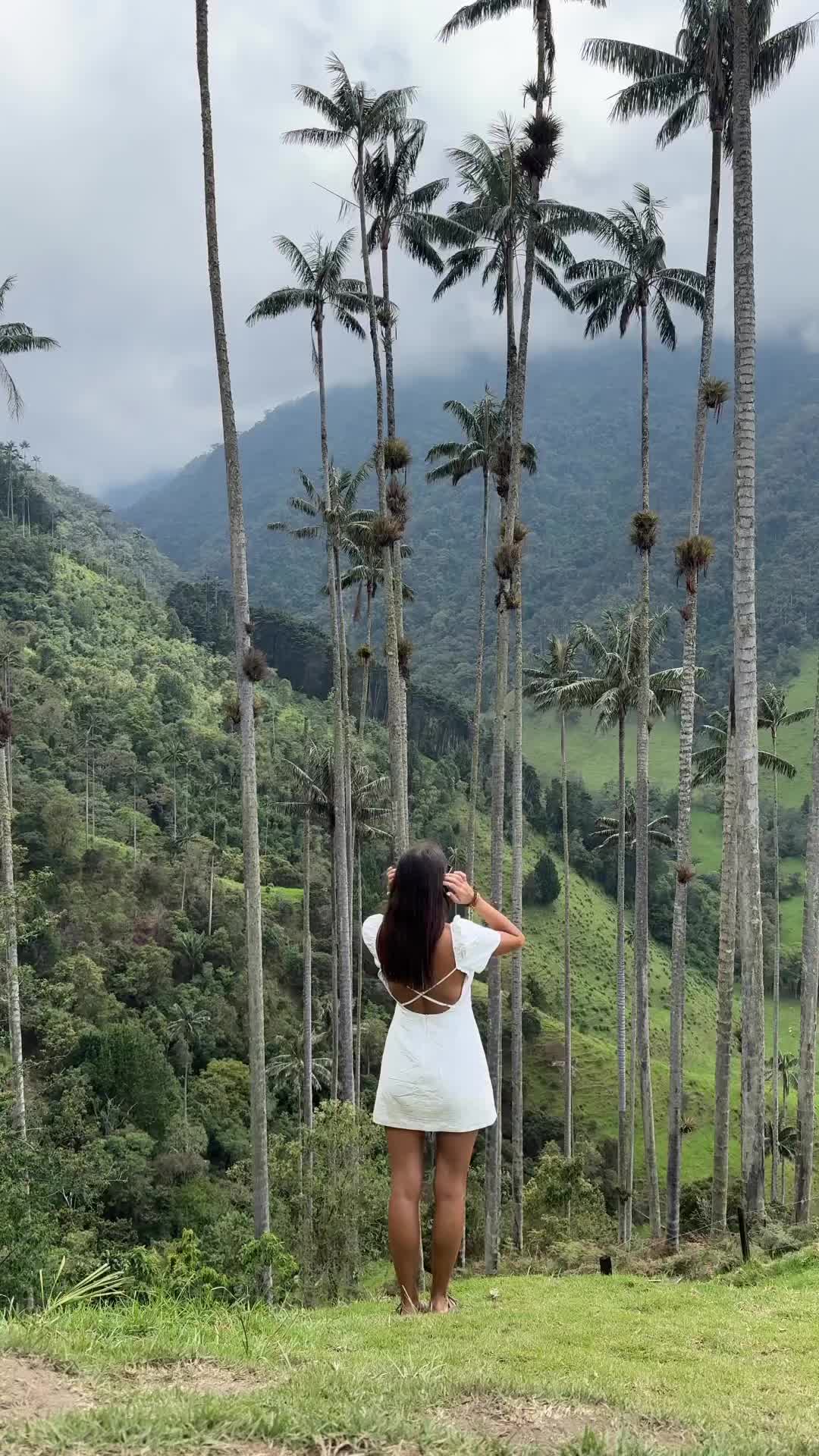 Discover the Magic of Valle Del Cocora, Colombia