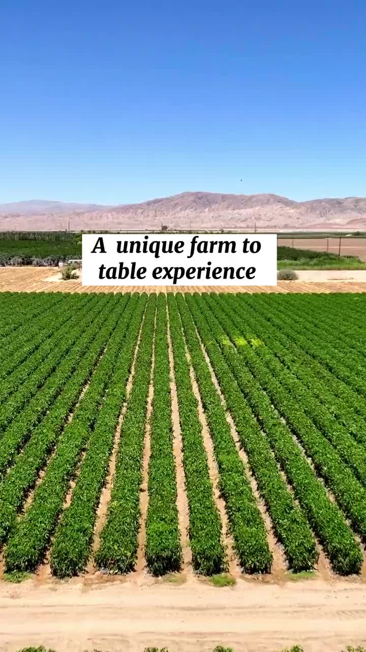 Farm-to-Table Experience at Bell Pepper Farm in Mecca