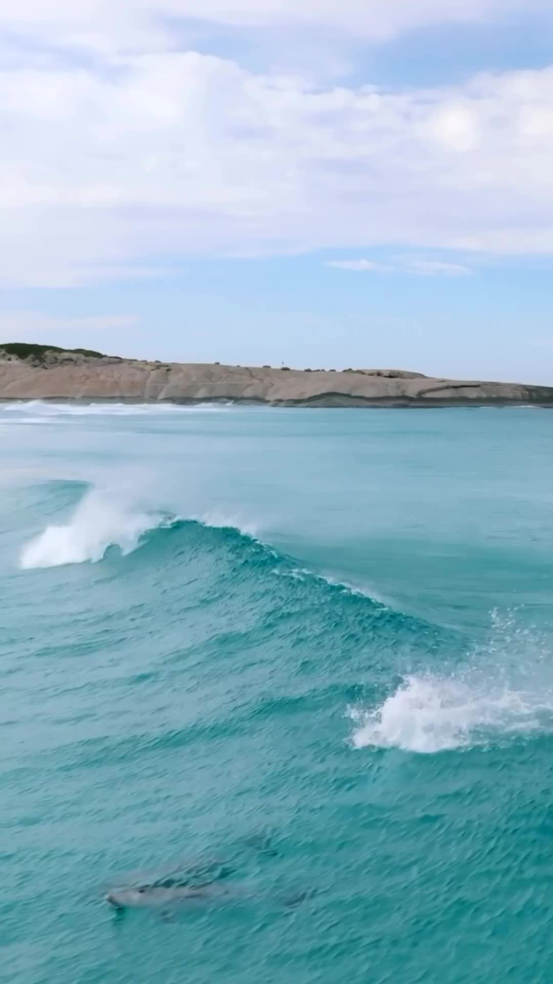 Dolphins Surfing Waves in Esperance, Western Australia