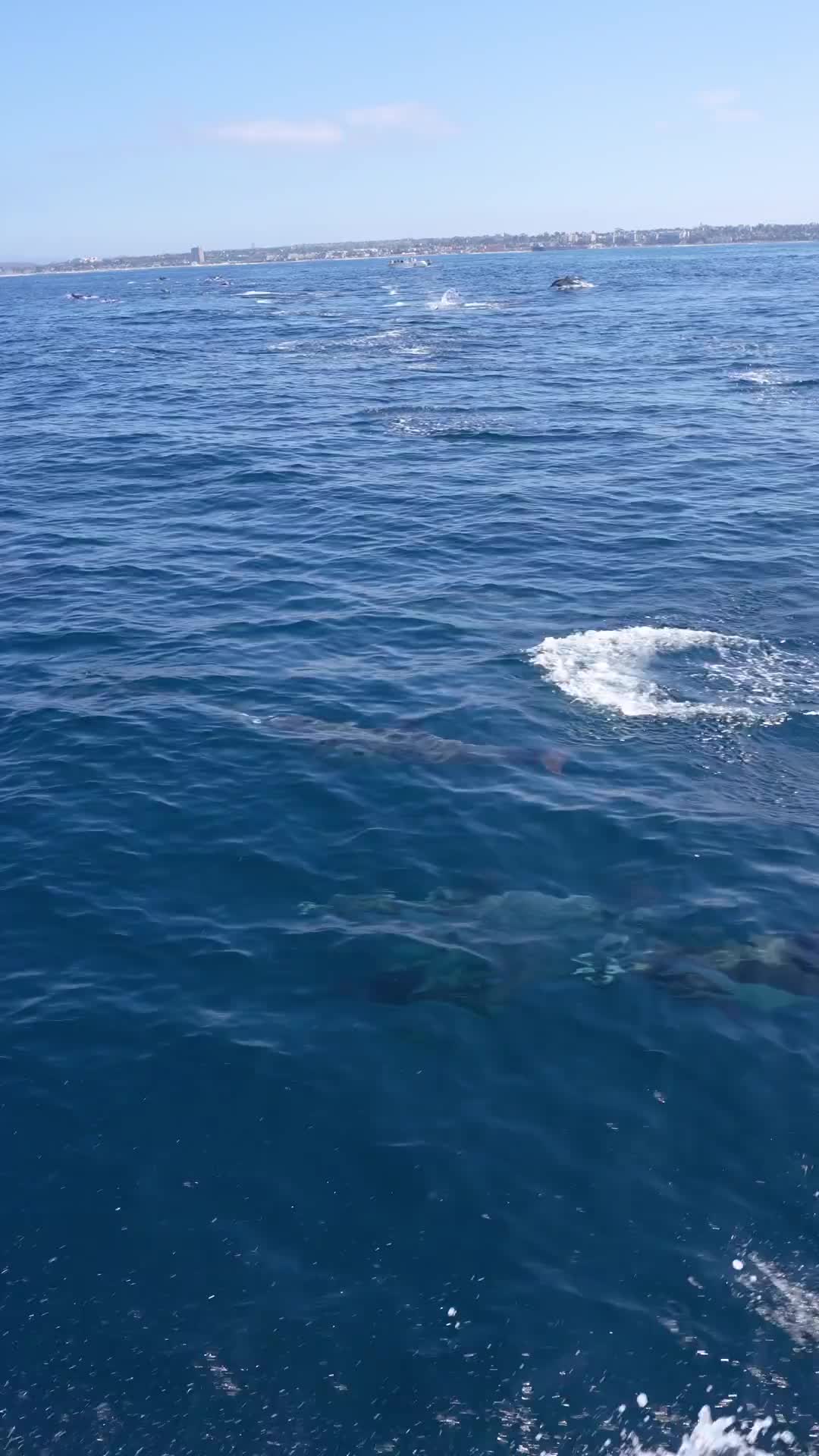Dolphin Pod Adventure in Oceanside, California 🐬