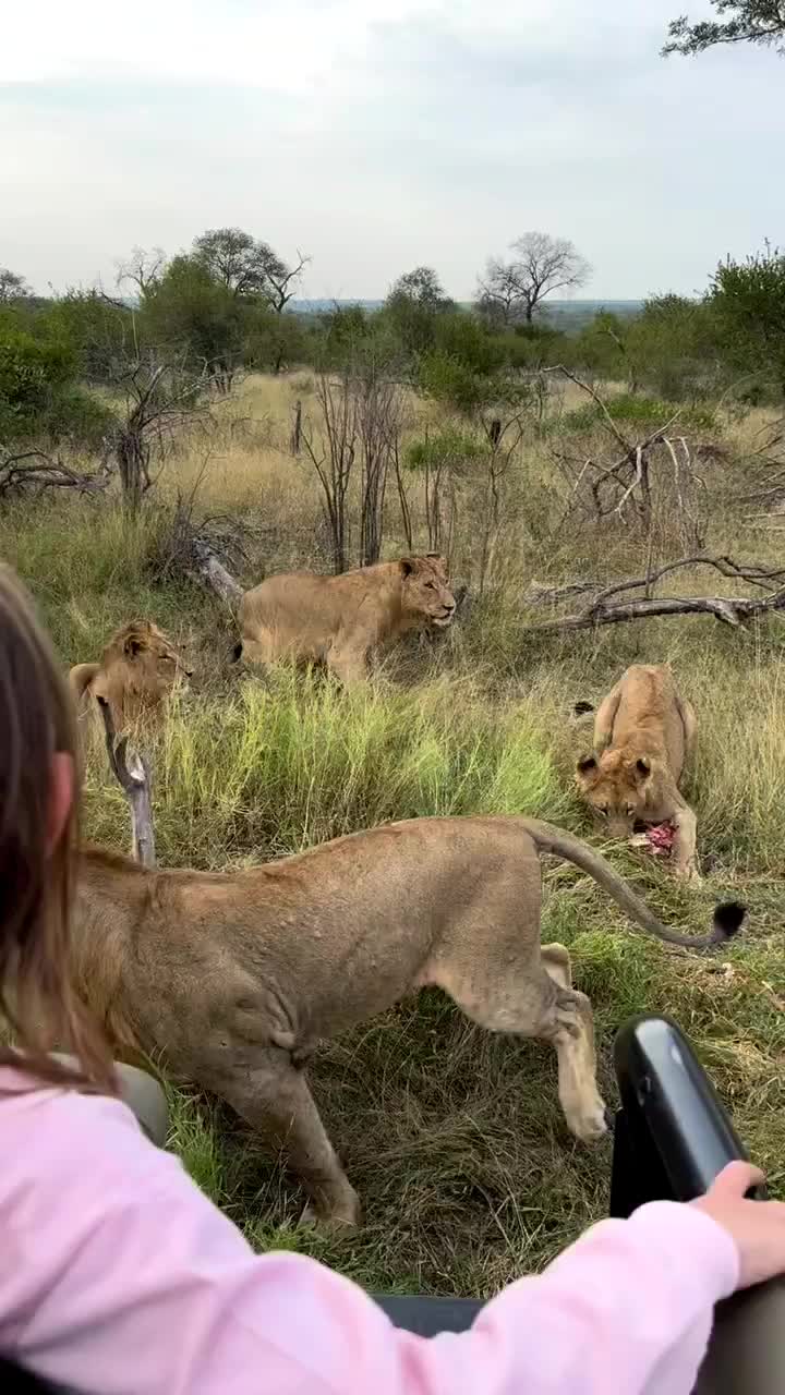 Young Lions Duel on Safari | Epic Family Adventure