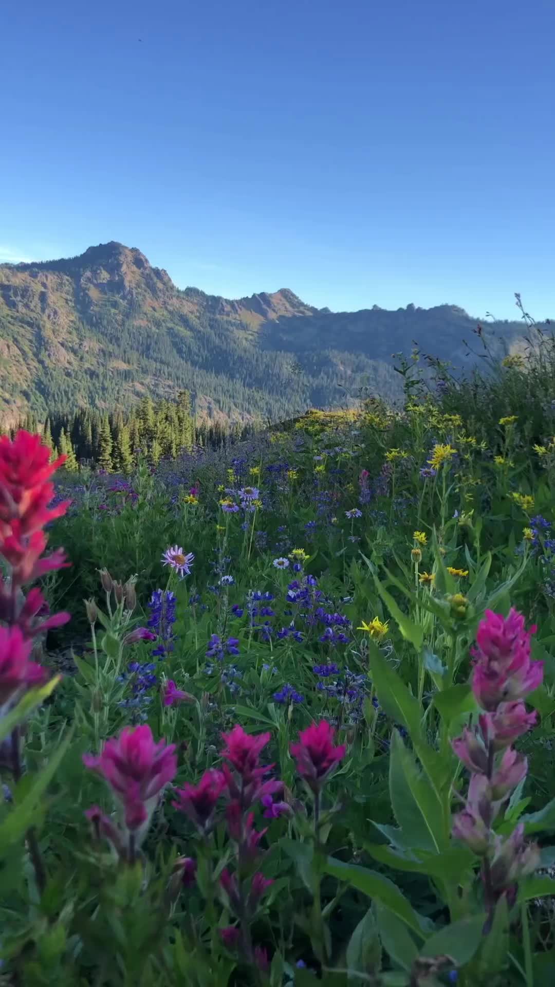 Summer Love in the Pacific Northwest