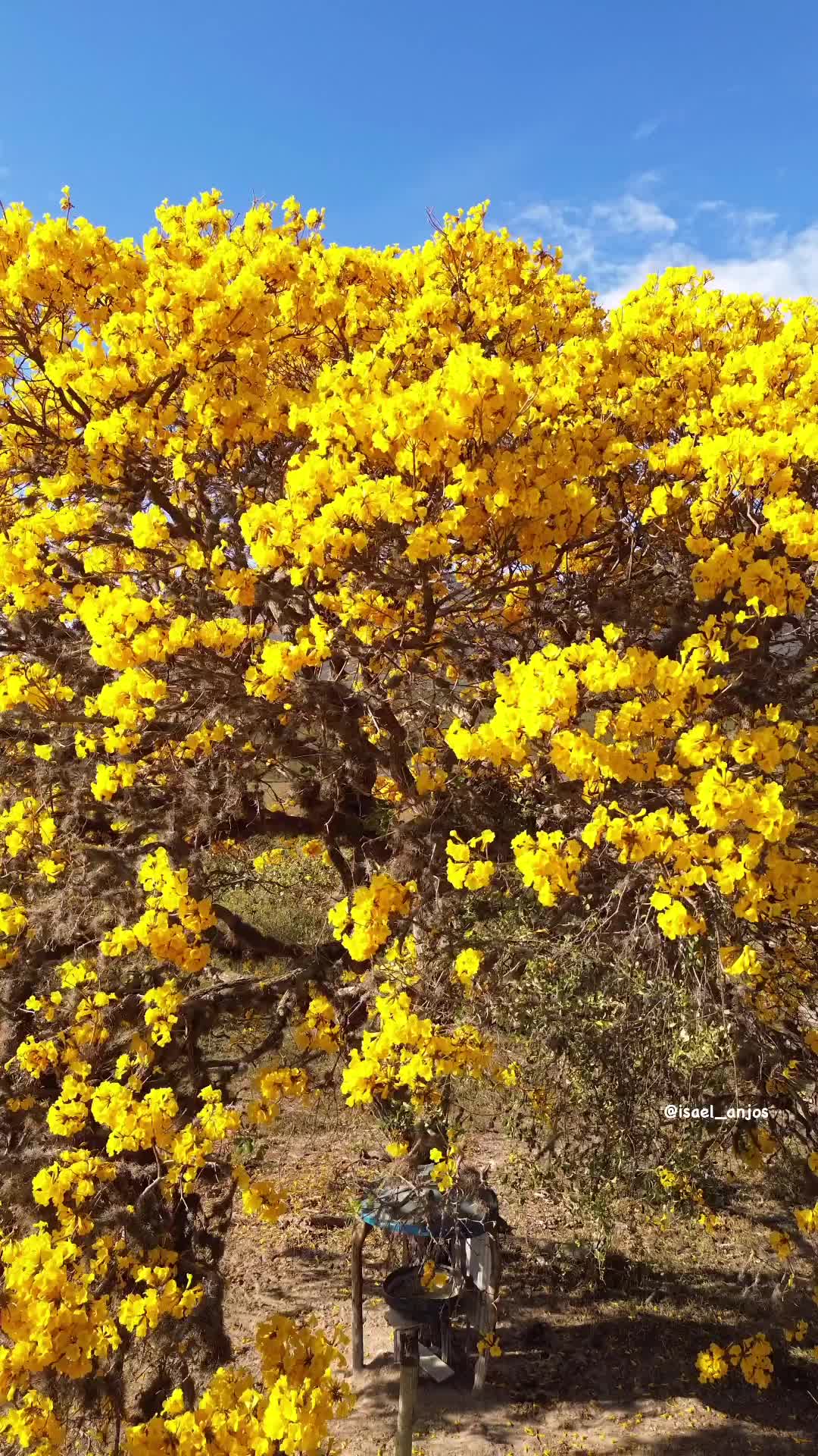 Ipê Amarelo: The Iconic Yellow Tree of Brazil
