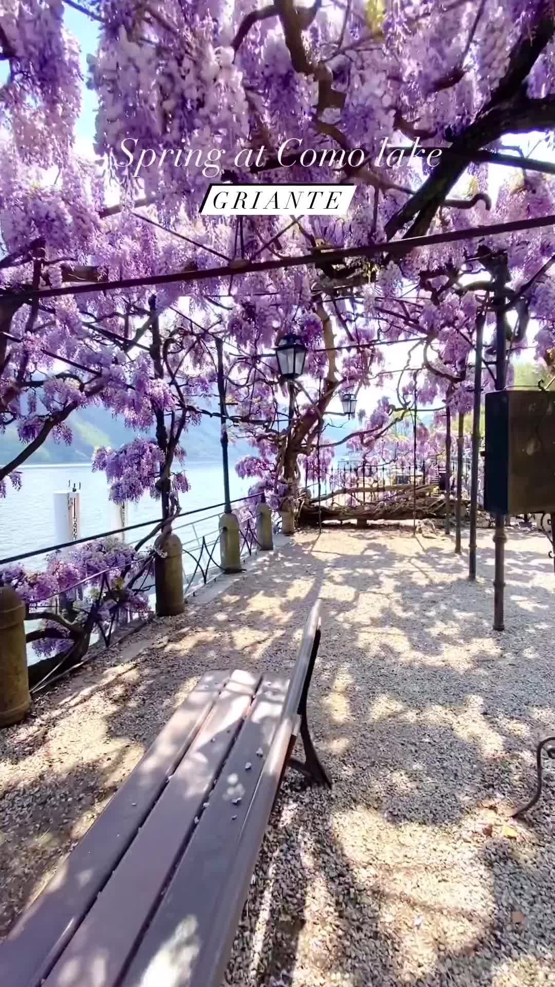 Spring Blossoms at Lake Como: Top Scenic Spots
