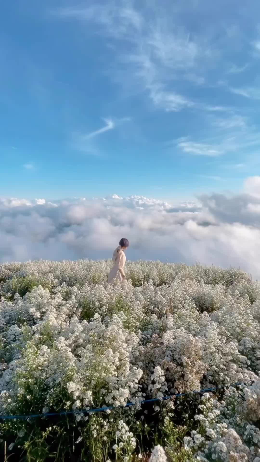 Blooming Colors Over the Years at Yingyong Flower Garden