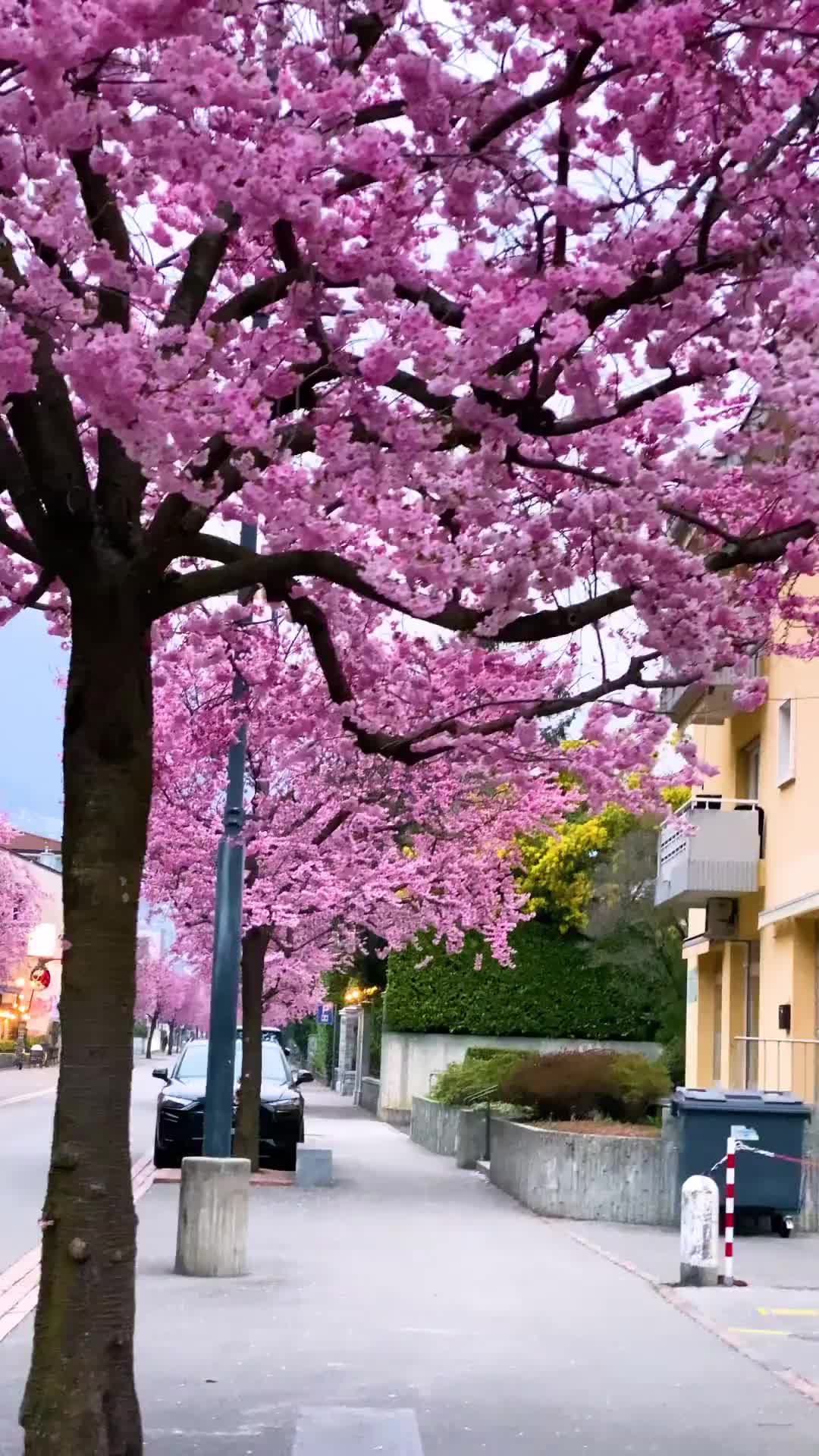 Cherry Blossom Season in Ascona, Switzerland