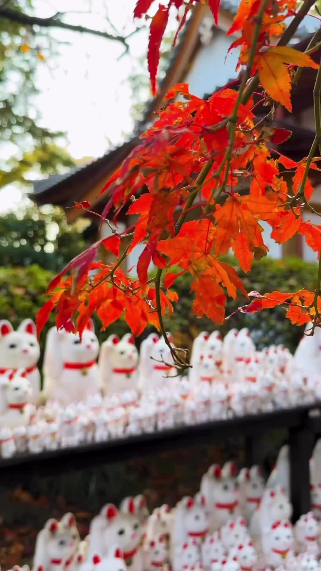 This is THE cutest temple in Tokyo and it’s the perfect escape from the hustle and bustle of the city!
 
This Buddhist temple in the Setagaya district is an absolute must visit when you’re in Tokyo! It’s said to be the birthplace of the ‘maneki-neko’ (lucky cat), and it’s filled with maneki-neko of all sizes! You can purchase your own maneki-neko to make a wish on, and then either place it at the temple or take it home with you - although if you do take it home, it’s recommended to return to the temple and place the maneki-neko there as thanks once the wish or prayer comes true! Sadly all the figurines were sold out when we visited 😭 so we’ll just have to go back!
 
So… why all the lucky cats?!
 
According to 17th-century legend, the daimyō Ii Naotaka was caught in a sudden thunderstorm and found shelter by being invited inside the small temple by a white cat that lived there. To thank the cat, Naotaka refurbished the temple and the maneki-neko was created to honour the white cat that helped him!
 
Did you know that the lucky cat originates in Japan?
 
Also I rarely do voiceovers so 🙈🙈🙈 apologies for any errors in my pronunciation of Japanese words 🥺
 
#japanexplorer #tokyotravel #tokyo_camera_club #tokyojapan #findingtemples Japanese temples, things to do in Tokyo, hidden Tokyo, secret Tokyo, Japan lucky cat, Japan maneki-neko, Tokyo itinerary #beautifuljapan