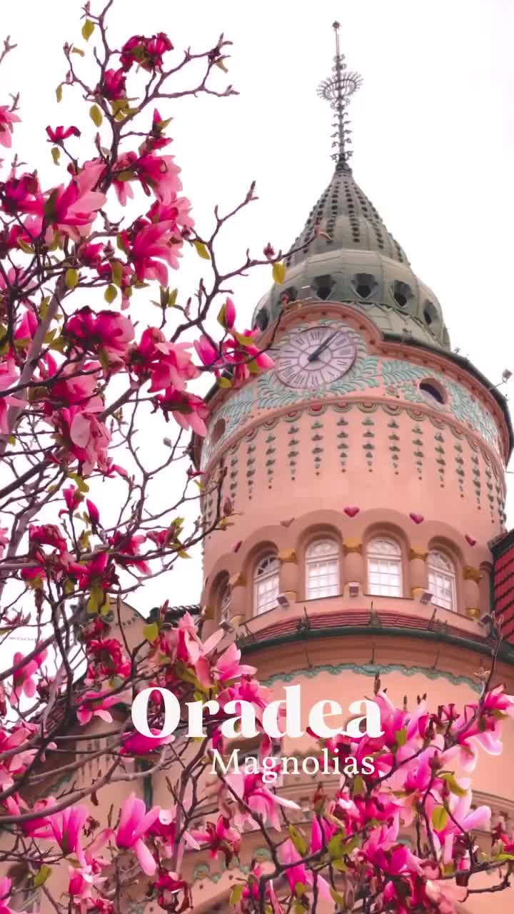 Chasing the Magnolias in Oradea, Romania