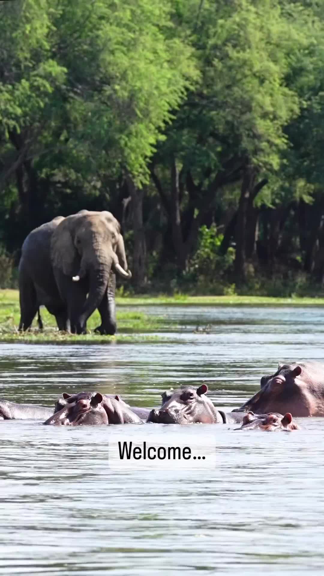 Discover the Magic of Lower Zambezi Safari 2023