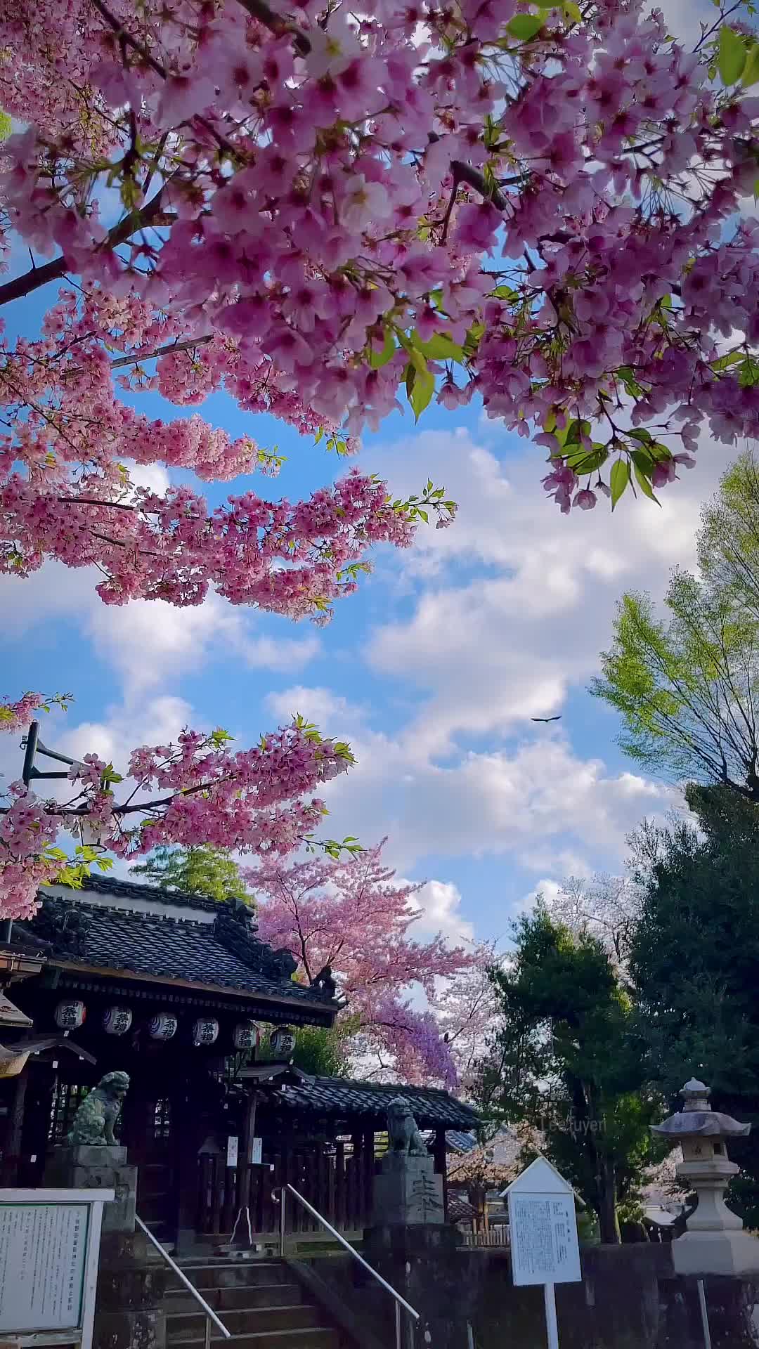 🌸 Explore Chiba's Cherry Blossoms and Temples 🌸