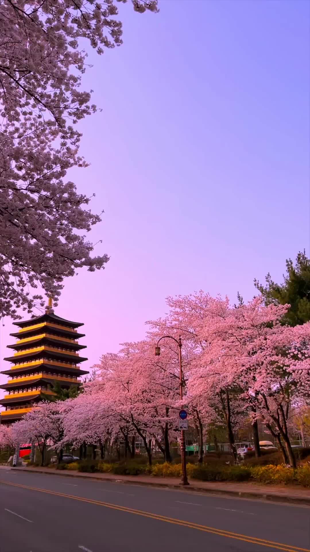 Cherry Blossoms in Gyeongju - Top Spring Destination 🌸
