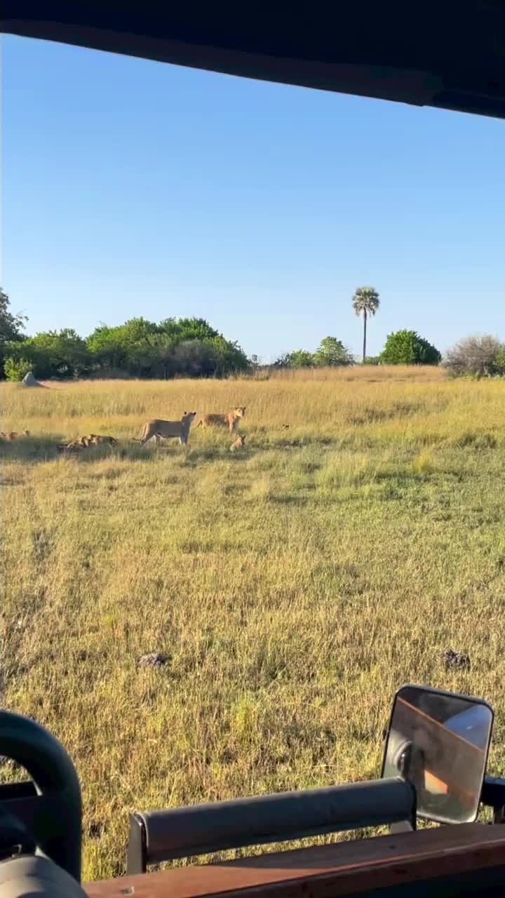 Adorable Lion Cubs in Botswana Safari Adventure