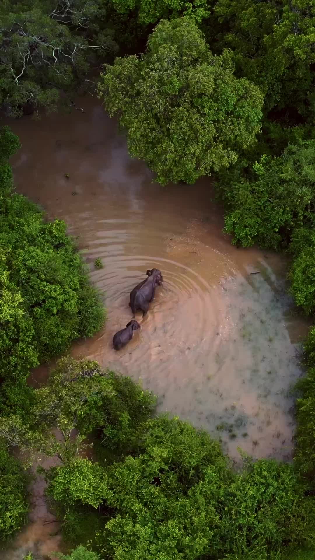 Gentle Giants of Sri Lanka: Elephants in Trincomalee