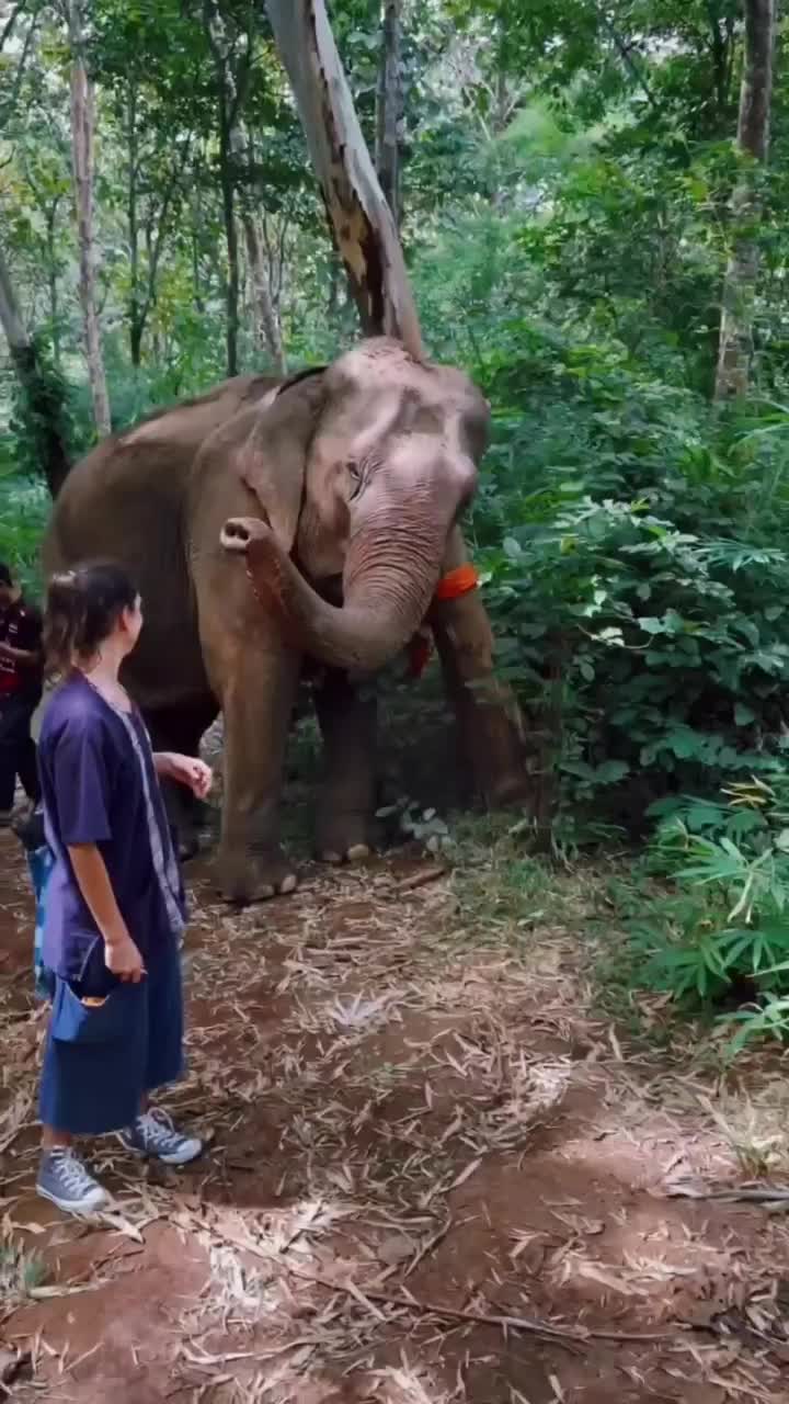 Cute Elephant in Ethical Sanctuary - Must-Watch Video!