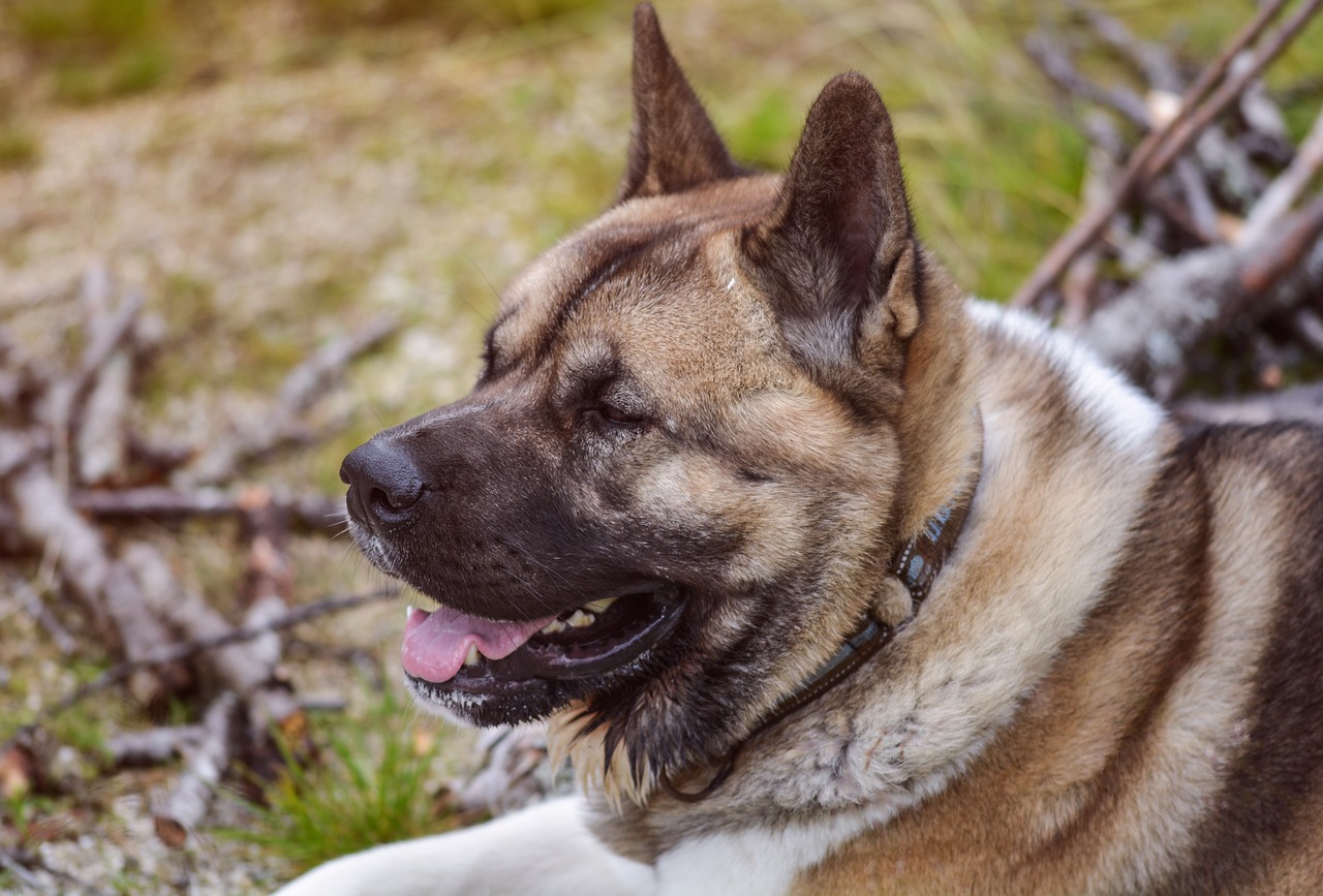 Découverte d'Akita en 3 jours